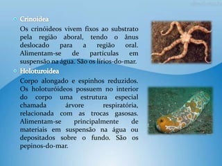 Os crinóideos vivem fixos ao substrato
pela região aboral, tendo o ânus
deslocado    para    a    região    oral.
Alimentam-se     de    partículas    em
suspensão na água. São os lírios-do-mar.

Corpo alongado e espinhos reduzidos.
Os holoturóideos possuem no interior
do corpo uma estrutura especial
chamada       árvore      respiratória,
relacionada com as trocas gasosas.
Alimentam-se     principalmente     de
materiais em suspensão na água ou
depositados sobre o fundo. São os
pepinos-do-mar.
 