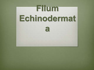 FIlum
Echinodermat
a
 