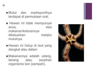 +
 Mulut dan madreporitnya
terdapat di permukaan oral.
 Hewan ini tidak mempunyai
anus, sisa
makanan/kotorannya
dikeluarkan melalui
mulutnya.
 Hewan ini hidup di laut yang
dangkal atau dalam
 Makanannya adalah udang,
kerang atau serpihan
organisme lain (sampah).
 