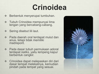 Crinoidea
 Berbentuk menyerupai tumbuhan.
 Tubuh Crinoidea mempunyai lima
lengan yang bercabang-cabang.
 Sering disebut lili laut.
 Pada daerah oral terdapat mulut dan
anus, tetapi tidak memiliki
madreporit.
 Pada dasar tubuh permukaan adoral
terdapat kaliks, yaitu lempeng kapur
berbentuk cangkir.
 Crinoidea dapat melepaskan diri dari
dasar tempat melekatnya, kemudian
pindah pada tempat yang sesuai.
 