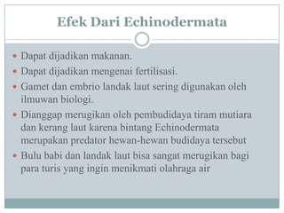 Efek Dari Echinodermata
 Dapat dijadikan makanan.
 Dapat dijadikan mengenai fertilisasi.
 Gamet dan embrio landak laut sering digunakan oleh
ilmuwan biologi.
 Dianggap merugikan oleh pembudidaya tiram mutiara
dan kerang laut karena bintang Echinodermata
merupakan predator hewan-hewan budidaya tersebut
 Bulu babi dan landak laut bisa sangat merugikan bagi
para turis yang ingin menikmati olahraga air
 