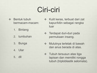 Ciri-ciri
 Bentuk tubuh
bermacam-macam:
1. Bintang
2. tumbuhan
3. Bunga
4. Ular
5. dll
 Kulit keras, terbuat dari zat
kapur/kitin sebagai rangka
luar
 Terdapat duri-duri pada
permukaan insang.
 Mulutnya terletak di bawah
dan anus berada di atas.
 Tubuh tersusun atas tiga
lapisan dan memiliki rongga
tubuh (triploblastik selomata).
 