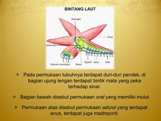  Pada permukaan tubuhnya terdapat duri-duri pendek, di
bagian ujung lengan terdapat bintik mata yang peka
terhadap sinar.
 Bagian bawah disebut permukaan oral yang memiliki mulut
 Permukaan atas disebut permukaan adoral yang terdapat
anus, terdapat juga madreporit.
 