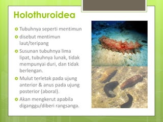 Holothuroidea
 Tubuhnya seperti mentimun
 disebut mentimun
laut/teripang
 Susunan tubuhnya lima
lipat, tubuhnya lunak, tidak
mempunyai duri, dan tidak
berlengan.
 Mulut terletak pada ujung
anterior & anus pada ujung
posterior (aboral).
 Akan mengkerut apabila
diganggu/diberi rangsanga.
 