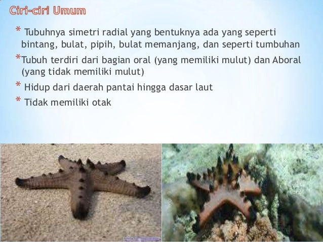 Echinodermata Echinodermata