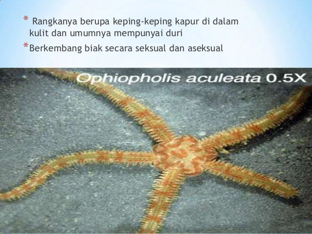 Echinodermata Echinodermata