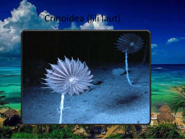Echinodermata 41458927