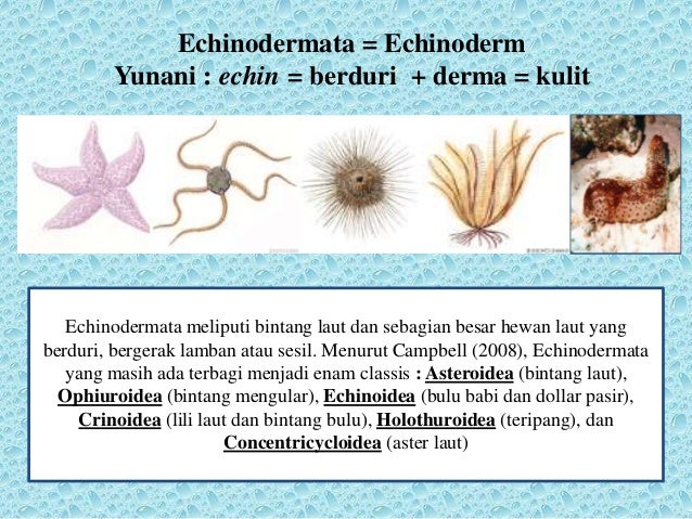 Invertebrata Echinodermata 