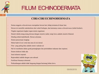 FILUM ECHINODERMATA
CIRI-CIRI ECHINODERMATA
 Semua anggota echinodermata merupakan hewan laut ,hidup terutama di dasar laut.
 Hewan ini memiliki endoskeleton dari osikel berkapur, dan karenanya nama echinodermata (tubuh berduri).
 Tingkat organisasi-tingkat organ-sistem organisasi.
 Simetri tubuh-orang-orang dewasa dengan simetris radial, tetapi larva adalah simetris bilateral.
 Dinding tubuh-triploblastik. Hewan selomata.
 Sistem pencernaan lengkap.
 Mulut hadir di sisi vetral dan anus di sisi dorsal.
 Fitur yang paling khas adalah sistem vaskular air
 Hal ini membantu dalam gerak,penangkapan dan pemindahan makanan dan respirasi.
 Sistem ekskresi tidak ada.
 Jenis kelamin terpisah.
 Reprooduksi adalah dengan cara seksual.
 Fertilisasi biasanya eksternal.
 Perkembangan adalah tidak langsung dengan berenang bebas larva.
05/05/2015
3
 