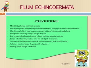 FILUM ECHINODERMATA
STRUKTUR TUBUH
 Memiliki tiga lapisan embrional selomata.
 Penyongkong tubuh berupa kerangka dalam(endoskleton), berupa pelat dan berada di bawah kulit.
 Jika dipegang kulitnya keras karena terbuat dari zat kapur/kitin sebagai rangka larva.
 Pada permukaan insang kulitnya terdapat duri-duri.
 Duri berpangkal pada suatu lempeng kalsium karbonat yang di sebut testa.
 Simetri tubuh bilateral pada fase larva dan radial pada fase dewasa.
 Tubuh terdiri dari bagian oral (memiliki mulut) dan aboral (tidak memiliki mulut).
 Tubuhnya memiliki lengan dengan jumlah kelipatan 5.
 Disetiap lengan terdapat 1 titik mata.
05/05/2015
4
 