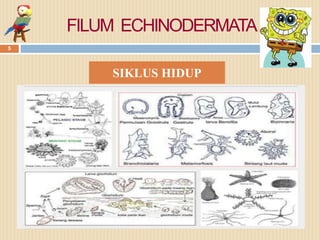 FILUM ECHINODERMATA
SIKLUS HIDUP
05/05/2015
5
 