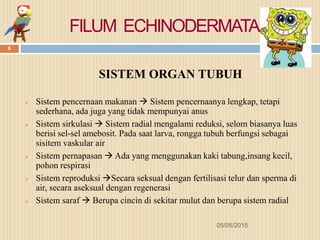 FILUM ECHINODERMATA
05/05/2015
6
SISTEM ORGAN TUBUH
 Sistem pencernaan makanan  Sistem pencernaanya lengkap, tetapi
sederhana, ada juga yang tidak mempunyai anus
 Sistem sirkulasi  Sistem radial mengalami reduksi, selom biasanya luas
berisi sel-sel amebosit. Pada saat larva, rongga tubuh berfungsi sebagai
sisitem vaskular air
 Sistem pernapasan  Ada yang menggunakan kaki tabung,insang kecil,
pohon respirasi
 Sistem reproduksi Secara seksual dengan fertilisasi telur dan sperma di
air, secara aseksual dengan regenerasi
 Sistem saraf  Berupa cincin di sekitar mulut dan berupa sistem radial
 