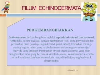 FILUM ECHINODERMATA
PERKEMBANGBIAKKAN
Echinodermata berkembang biak melalui reproduksi seksual dan aseksual.
Reproduksi secara aseksual dengan pembelahan fisik, yaitu penyekatan dan
pemisahan pisin pusat (piringan kecil di pusat tubuh), kemudian masing-
masing bagian tubuh yang terpisahkan melakukan regenerasi menjadi
individu yang lengkap. Pembuahan terjadi secara eksternal yang akan
menghasilkan larva yang berbentuk simetri bilateral, kemudian larva tersebut
turun ke substrat dan bermetamorfosis menjadi individu yang berbentuk
simetri radial.
05/05/2015
7
 
