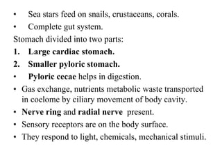 • Sea stars feed on snails, crustaceans, corals.
• Complete gut system.
Stomach divided into two parts:
1. Large cardiac stomach.
2. Smaller pyloric stomach.
• Pyloric cecae helps in digestion.
• Gas exchange, nutrients metabolic waste transported
in coelome by ciliary movement of body cavity.
• Nerve ring and radial nerve present.
• Sensory receptors are on the body surface.
• They respond to light, chemicals, mechanical stimuli.
 