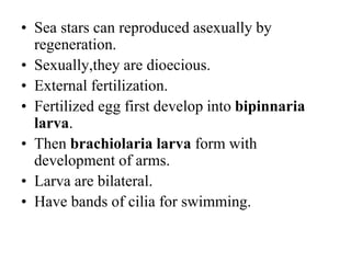 • Sea stars can reproduced asexually by
regeneration.
• Sexually,they are dioecious.
• External fertilization.
• Fertilized egg first develop into bipinnaria
larva.
• Then brachiolaria larva form with
development of arms.
• Larva are bilateral.
• Have bands of cilia for swimming.
 