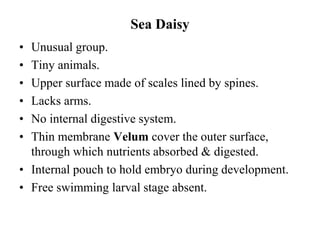 Sea Daisy
• Unusual group.
• Tiny animals.
• Upper surface made of scales lined by spines.
• Lacks arms.
• No internal digestive system.
• Thin membrane Velum cover the outer surface,
through which nutrients absorbed & digested.
• Internal pouch to hold embryo during development.
• Free swimming larval stage absent.
 
