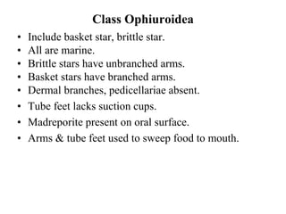 Class Ophiuroidea
• Include basket star, brittle star.
• All are marine.
• Brittle stars have unbranched arms.
• Basket stars have branched arms.
• Dermal branches, pedicellariae absent.
• Tube feet lacks suction cups.
• Madreporite present on oral surface.
• Arms & tube feet used to sweep food to mouth.
 