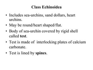 Class Echinoidea
• Includes sea-urchins, sand dollars, heart
urchins.
• May be round/heart shaped/flat.
• Body of sea-urchin covered by rigid shell
called test.
• Test is made of interlocking plates of calcium
carbonate.
• Test is lined by spines.
 