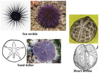 Sea urchin
Heart urchin
Sand dollar
 