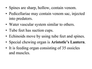 • Spines are sharp, hollow, contain venom.
• Pedicellariae may contain venom sac, injected
into predators.
• Water vascular system similar to others.
• Tube feet has suction cups.
• Echinoids move by using tube feet and spines.
• Special chewing organ is Aristotle’s Lantern.
• It is feeding organ consisting of 35 ossicles
and muscles.
 