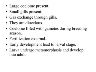 • Large coelome present.
• Small gills present.
• Gas exchange through gills.
• They are dioecious.
• Coelome filled with gametes during breeding
season.
• Fertilization external.
• Early development lead to larval stage.
• Larva undergo metamorphosis and develop
into adult.
 