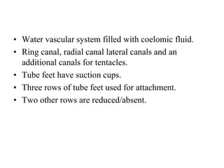 • Water vascular system filled with coelomic fluid.
• Ring canal, radial canal lateral canals and an
additional canals for tentacles.
• Tube feet have suction cups.
• Three rows of tube feet used for attachment.
• Two other rows are reduced/absent.
 