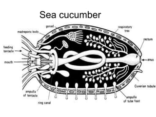 Sea cucumber
 