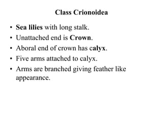 Class Crionoidea
• Sea lilies with long stalk.
• Unattached end is Crown.
• Aboral end of crown has calyx.
• Five arms attached to calyx.
• Arms are branched giving feather like
appearance.
 