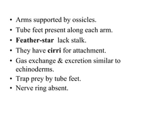 • Arms supported by ossicles.
• Tube feet present along each arm.
• Feather-star lack stalk.
• They have cirri for attachment.
• Gas exchange & excretion similar to
echinoderms.
• Trap prey by tube feet.
• Nerve ring absent.
 