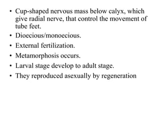 • Cup-shaped nervous mass below calyx, which
give radial nerve, that control the movement of
tube feet.
• Dioecious/monoecious.
• External fertilization.
• Metamorphosis occurs.
• Larval stage develop to adult stage.
• They reproduced asexually by regeneration
 