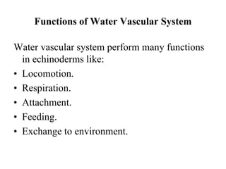 Functions of Water Vascular System
Water vascular system perform many functions
in echinoderms like:
• Locomotion.
• Respiration.
• Attachment.
• Feeding.
• Exchange to environment.
 