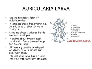 AURICULARIA LARVA
• It is the first larval form of
Holothuroidea.
• It is transparent, free swimming,
pelagic larva of about 0.5-1 mm
in length.
• Arms are absent. Ciliated bands
are well developed.
• It swims about by a ciliated
band which forms pre oral loop
and an anal loop.
• Alimentary canal is developed
which opens with mouth and
ends with anus.
• Internally the larva has a curved
intestine with sacciform stomach
 
