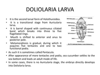 DOLIOLARIA LARVA
• It is the second larval form of Holothuroidea.
• It is a transitional stage from Auricularia
larva.
• It is barrel shaped with continuous ciliated
band which breaks into three to five
flagellated rings.
• Mouth is shifted to anterior and anus to
posterior pole.
• Metamorphosis is gradual, during which it
acquires five tentacles and one to two
functional podia.
• As such it is sometimes called Pentacula.
• After appearance of more tentacles and podia, sea cucumber settles to the
sea bottom and leads an adult mode of life.
• In some cases, there is no Auricularia stage, the embryo directly develops
into Doliolaria larva.
 