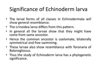 Significance of Echinoderm larva
• The larval forms of all classes in Echinodermata will
show general resemblance.
• The crinoidea larva differs from this pattern.
• In general all the larvae show that they might have
come from same ancestor.
• Hence the common ancestor is coelomate, bilaterally
symmetrical and free swimming.
• These larvae also show resemblance with Toronaria of
Balanoglossus.
• Thus the study of Echinoderm larva has a phylogenetic
significance.
 
