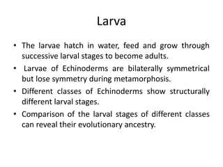 Larva
• The larvae hatch in water, feed and grow through
successive larval stages to become adults.
• Larvae of Echinoderms are bilaterally symmetrical
but lose symmetry during metamorphosis.
• Different classes of Echinoderms show structurally
different larval stages.
• Comparison of the larval stages of different classes
can reveal their evolutionary ancestry.
 