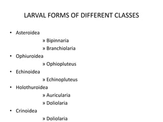 LARVAL FORMS OF DIFFERENT CLASSES
• Asteroidea
» Bipinnaria
» Branchiolaria
• Ophiuroidea
» Ophiopluteus
• Echinoidea
» Echinopluteus
• Holothuroidea
» Auricularia
» Doliolaria
• Crinoidea
» Doliolaria
 