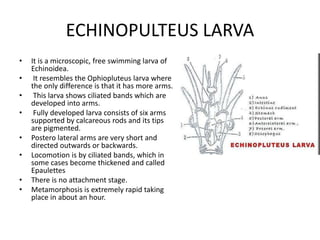 ECHINOPULTEUS LARVA
• It is a microscopic, free swimming larva of
Echinoidea.
• It resembles the Ophiopluteus larva where
the only difference is that it has more arms.
• This larva shows ciliated bands which are
developed into arms.
• Fully developed larva consists of six arms
supported by calcareous rods and its tips
are pigmented.
• Postero lateral arms are very short and
directed outwards or backwards.
• Locomotion is by ciliated bands, which in
some cases become thickened and called
Epaulettes
• There is no attachment stage.
• Metamorphosis is extremely rapid taking
place in about an hour.
 