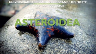 1
ASTEROIDEA
UNIVERSIDADE FEDERAL DO RIO GRANDE DO NORTE
DISCIPLINA: ZOOLOGIA II
 