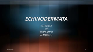 ECHINODERMATA
ASTROIDEA
BY
OMAR EMAD
AHMED ATEF
10/19/2016 1
 