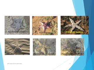 ECHINODERMATA taksonomi hewan perguruan tinggi | PPT