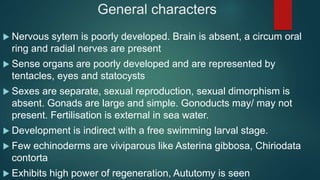 General characters
 Nervous sytem is poorly developed. Brain is absent, a circum oral
ring and radial nerves are present
 Sense organs are poorly developed and are represented by
tentacles, eyes and statocysts
 Sexes are separate, sexual reproduction, sexual dimorphism is
absent. Gonads are large and simple. Gonoducts may/ may not
present. Fertilisation is external in sea water.
 Development is indirect with a free swimming larval stage.
 Few echinoderms are viviparous like Asterina gibbosa, Chiriodata
contorta
 Exhibits high power of regeneration, Aututomy is seen
 