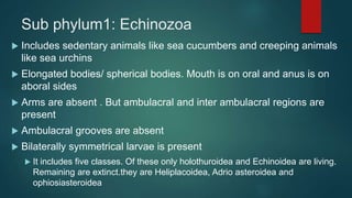 Sub phylum1: Echinozoa
 Includes sedentary animals like sea cucumbers and creeping animals
like sea urchins
 Elongated bodies/ spherical bodies. Mouth is on oral and anus is on
aboral sides
 Arms are absent . But ambulacral and inter ambulacral regions are
present
 Ambulacral grooves are absent
 Bilaterally symmetrical larvae is present
 It includes five classes. Of these only holothuroidea and Echinoidea are living.
Remaining are extinct.they are Heliplacoidea, Adrio asteroidea and
ophiosiasteroidea
 