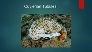 Cuvierian Tubules
 