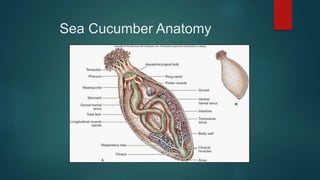 Sea Cucumber Anatomy
 