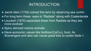 INTRODUCTION
 Jacob klein (1734) coined this term by observing sea urchin
 For long term these were in “Radiata” along with Coelenterata
 Leuckert (1874) separated these from Radiata as they are
more evolved
 Spiny skinned marine animals
 Have economic values like fertilizer(CaCo3), food, As
Scavengers and also can cause great loss to oyster beds.+
 