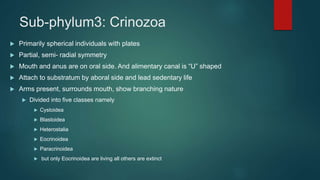 Sub-phylum3: Crinozoa
 Primarily spherical individuals with plates
 Partial, semi- radial symmetry
 Mouth and anus are on oral side. And alimentary canal is “U” shaped
 Attach to substratum by aboral side and lead sedentary life
 Arms present, surrounds mouth, show branching nature
 Divided into five classes namely
 Cystoidea
 Blastoidea
 Heterostalia
 Eocrinoidea
 Paracrinoidea
 but only Eocrinoidea are living all others are extinct
 