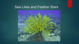 Sea Lilies and Feather Stars
 