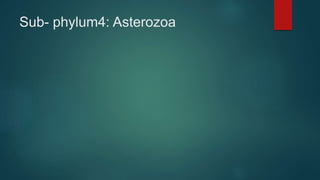 Sub- phylum4: Asterozoa
 