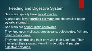 Feeding and Digestive System
 Sea stars typically have two stomachs.
 A larger and lower cardiac stomach and the smaller upper
pyloric stomach.
 Sea stars are opportunistic carnivores.
 They feed upon molluscs, crustaceans, polychaetes, fish, and
other echinoderms.
 They hunt by grabbing their prey with their tube feet. Then
they evert their stomach (turn it inside out) and secrete
digestive enzymes.
 