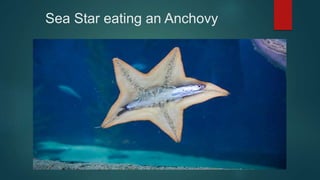 Sea Star eating an Anchovy
 